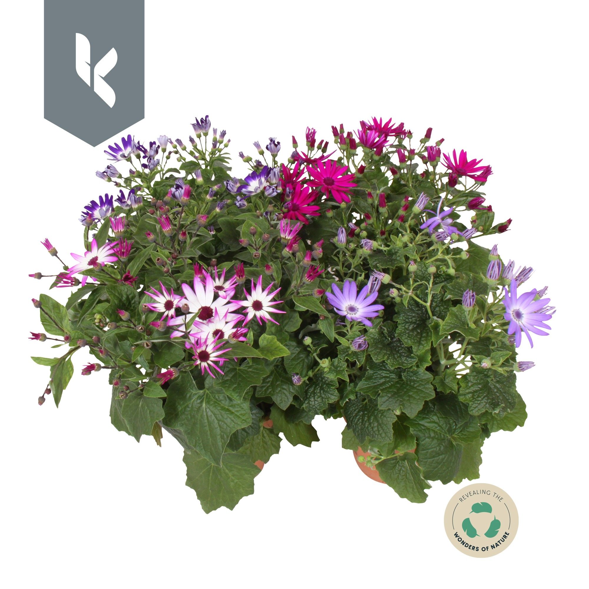 Senetti Senecio mixlaag, D 15