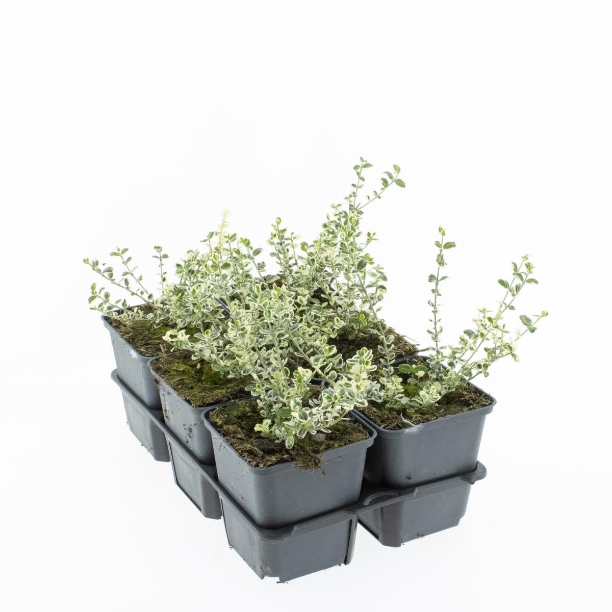 Euonymus fort. Silver Carpet, D 9 cm