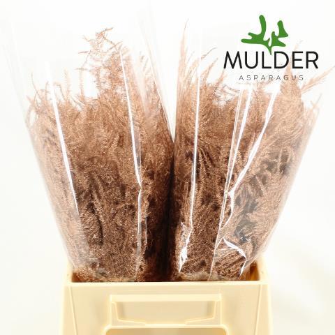 Аспарагус Овериг Крашеный (краш. ) 45, шт.