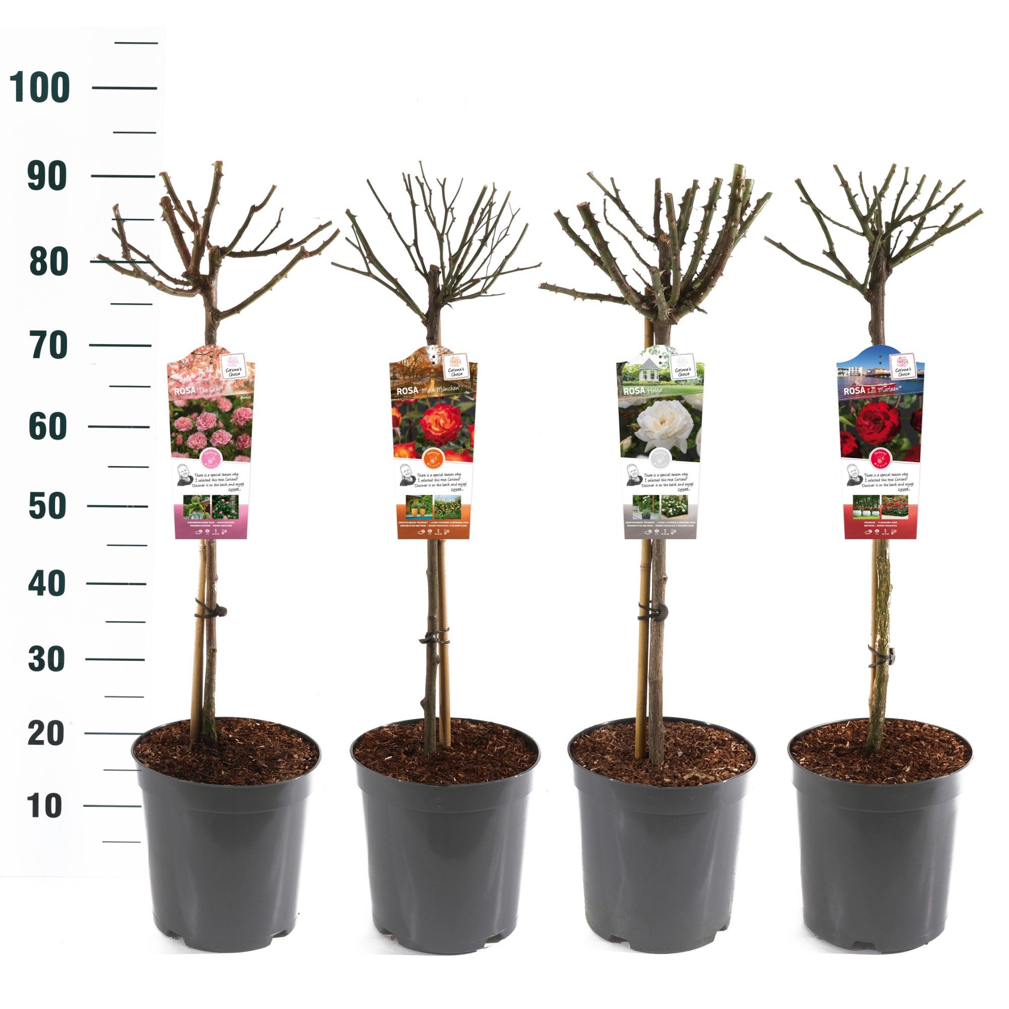 Rosa 'Mix' - 60 Stam - Basic Collection, D 24