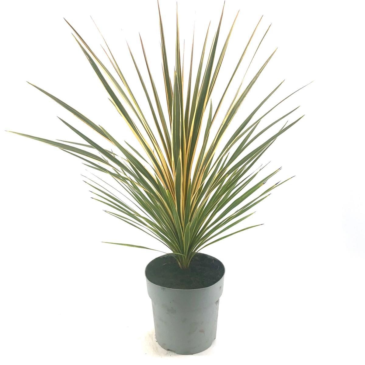 Cordyline aus. 'Torbay Dazzler', D 29