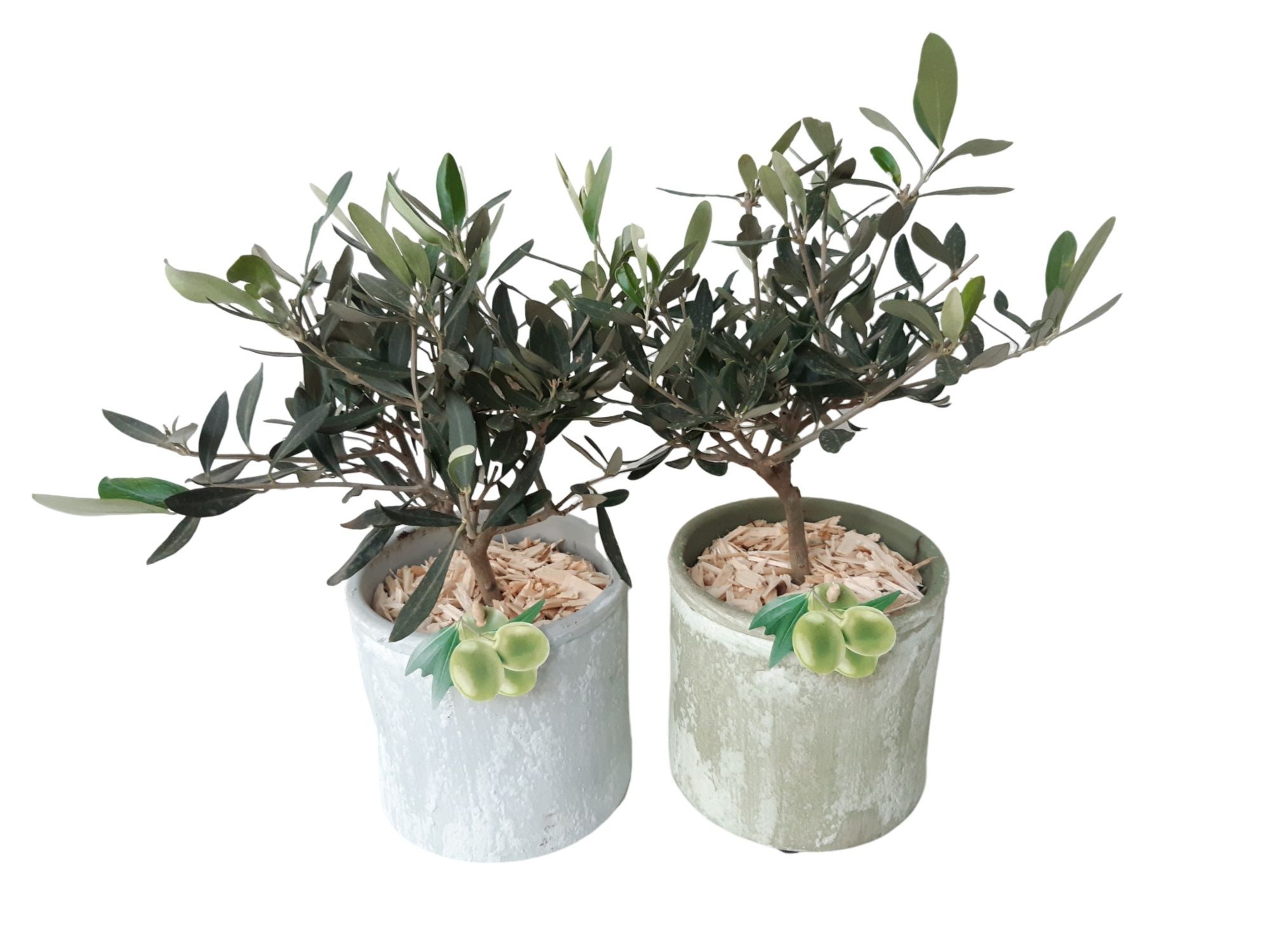 PP14GBOLE Groen/Blauw Handmade Ceramic 14cm Olea Europe Bush, D 14 cm