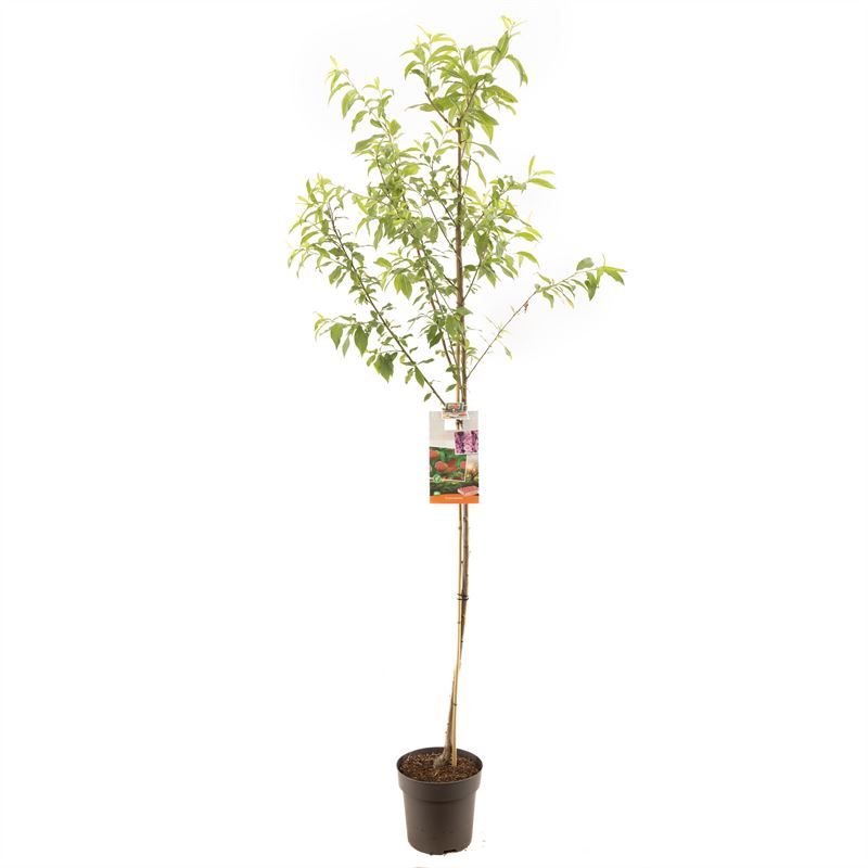 Prunus persica Perzik halfstam Perzik, D 27