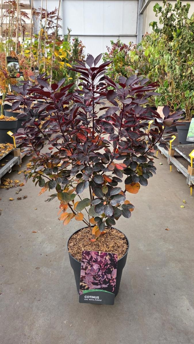 Cotinus cog. 'Royal Purple', D 29