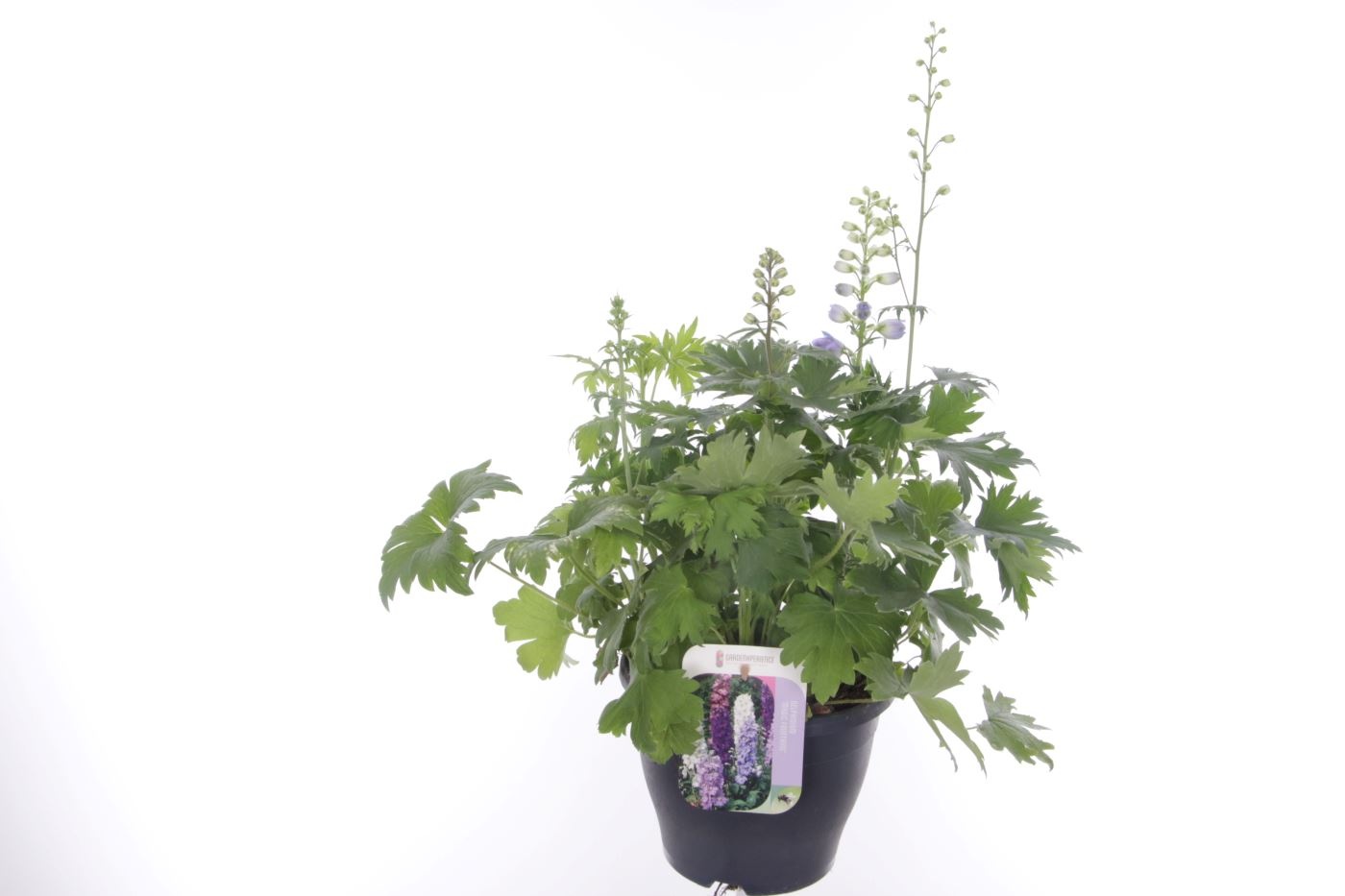 Delphinium Magic Fountains, D 23