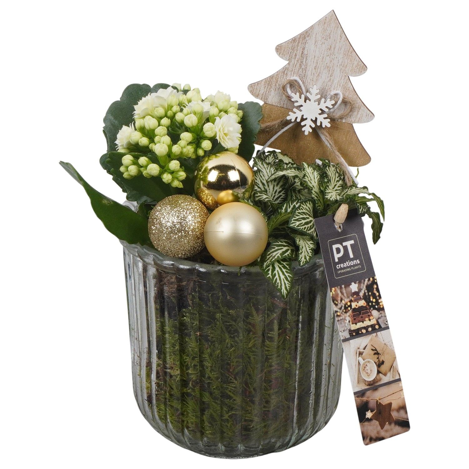 PTCHG5704 Arrangement Christmas Gold in glazen pot, D 12 cm