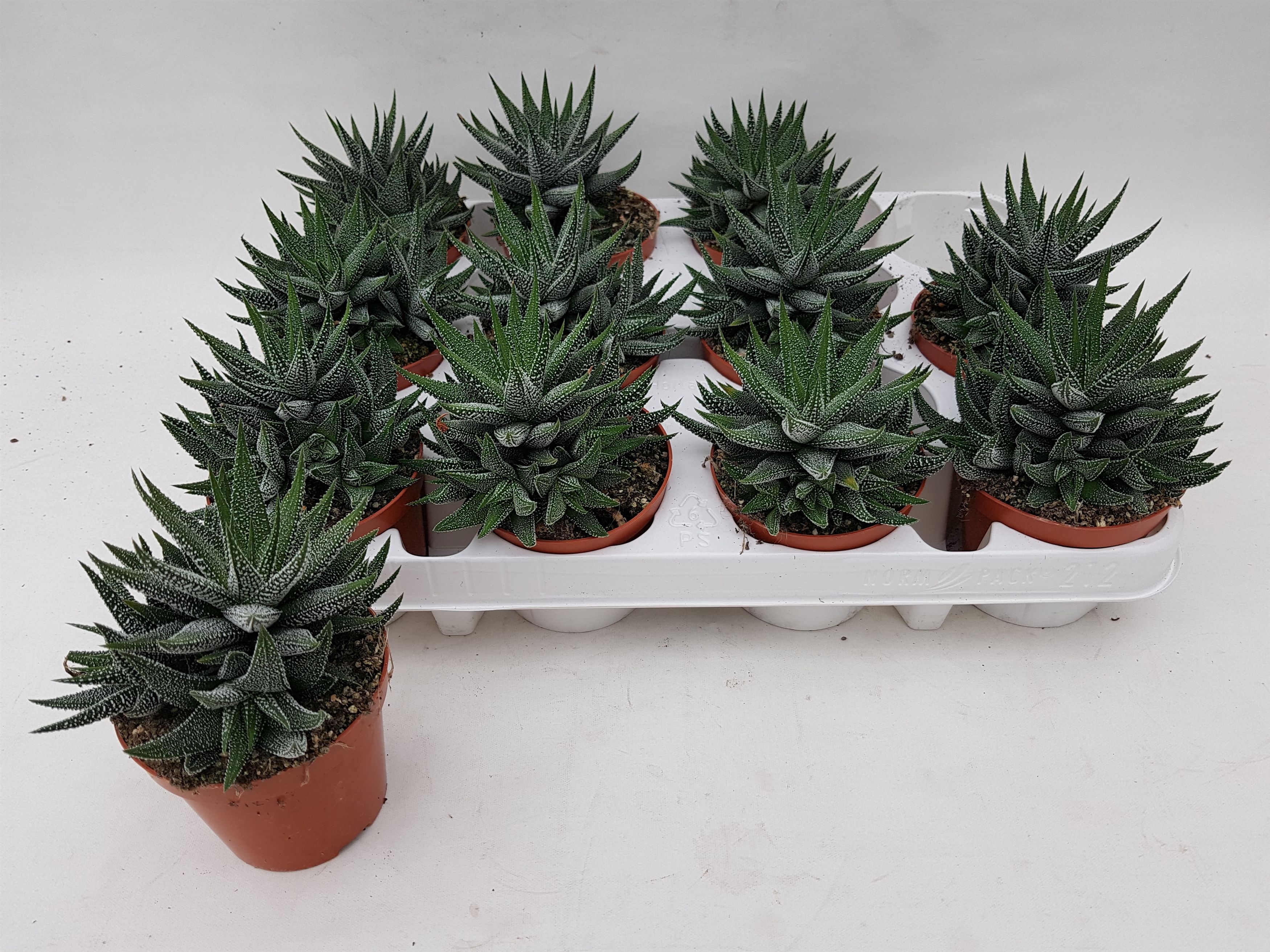 Haworthia concolor, D 8,5