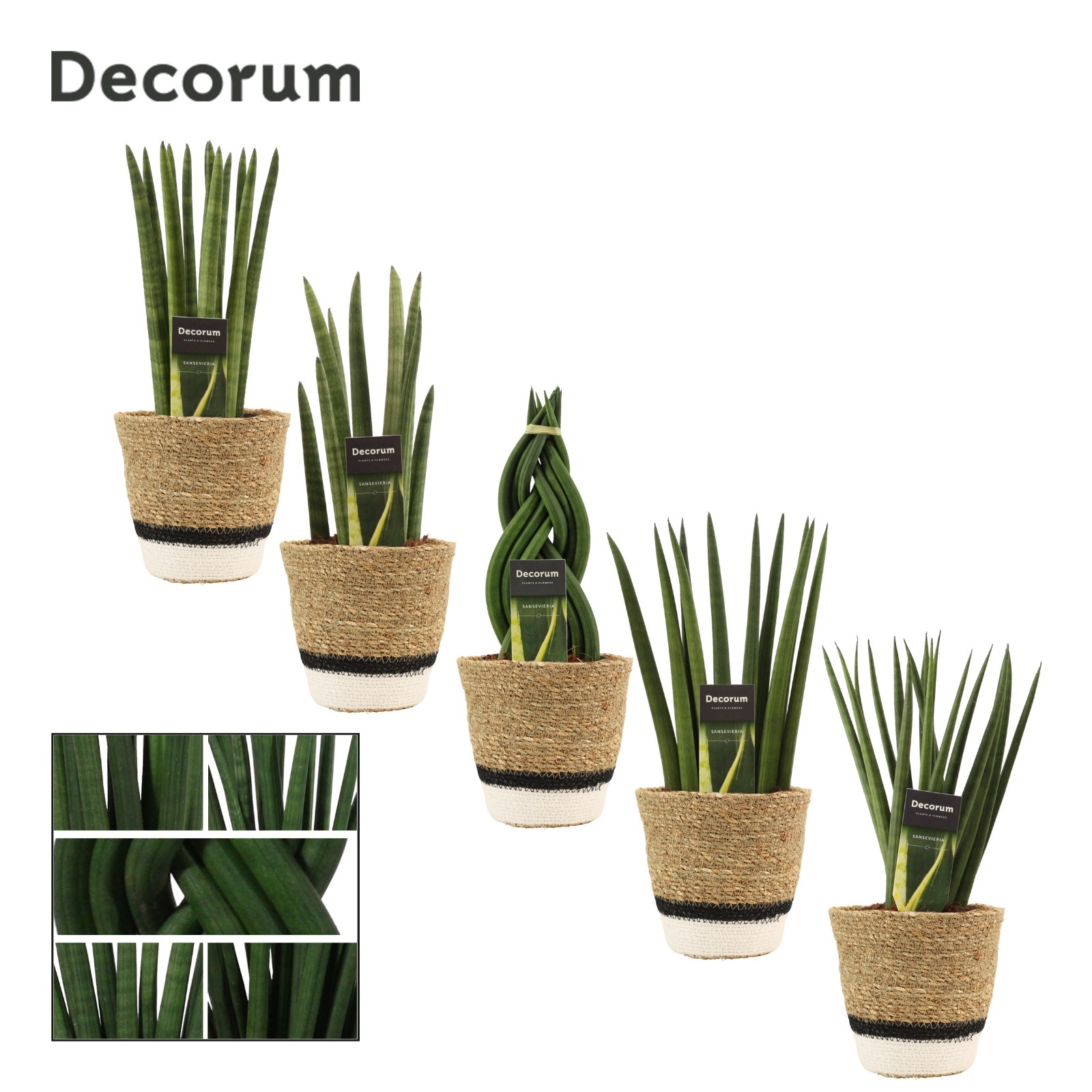Sansevieria Cylindrica 12 cm Mix in Hanoi mand wit (Deco-coll.), D 12