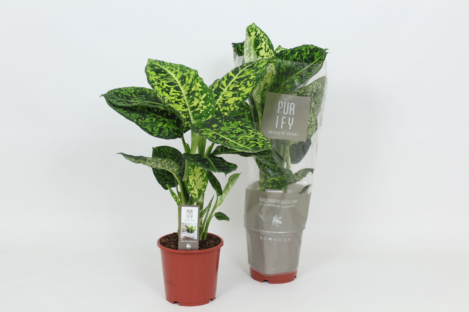 Purify Dieffenbachia Reflector 17 cm, D 17 cm
