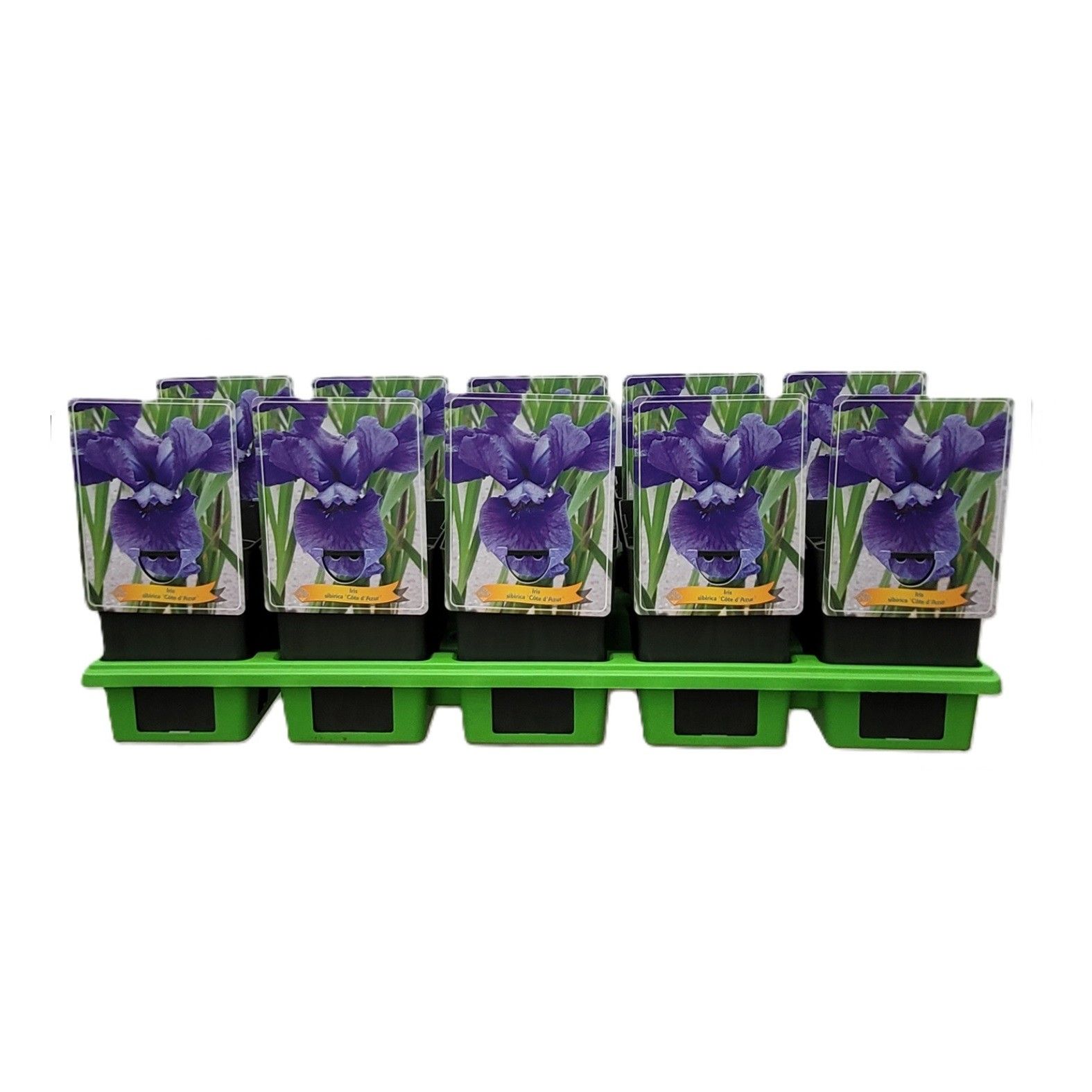 Iris sibirica 'Cote d'Azur' P11, D 11
