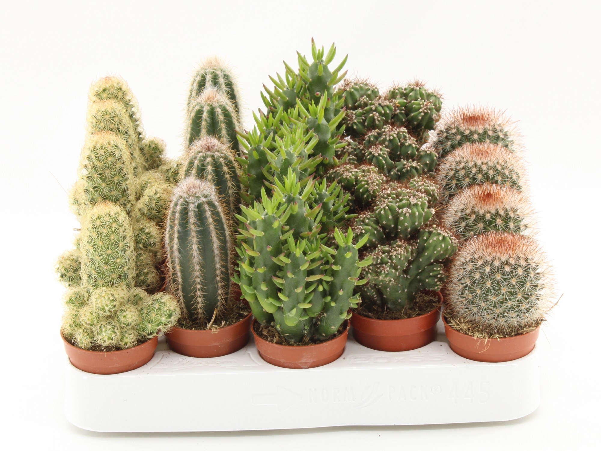 Cactus mix p5.5 445, D 5,5