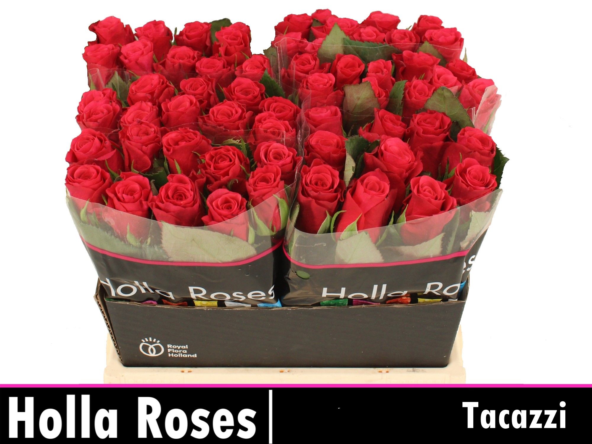 Роза од. Такази+ 40, шт.