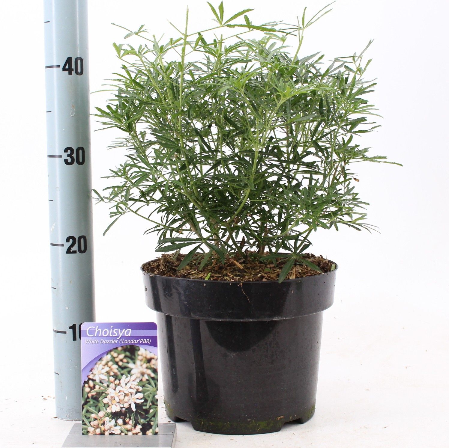 Choisya White Dazzler ('Londaz'PBR), D 23