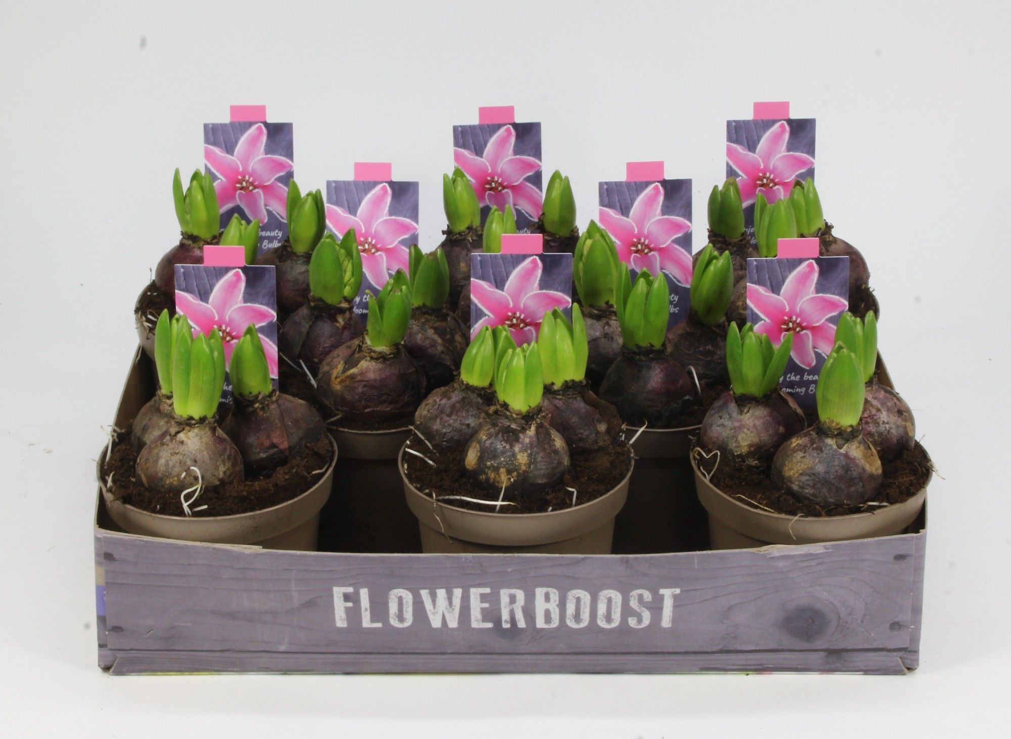 HYACINT ROZE 12, D 12