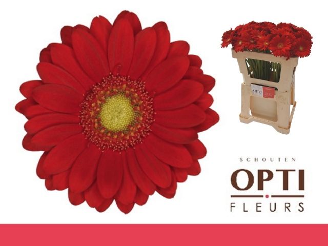 Гермини Липстик, шт.