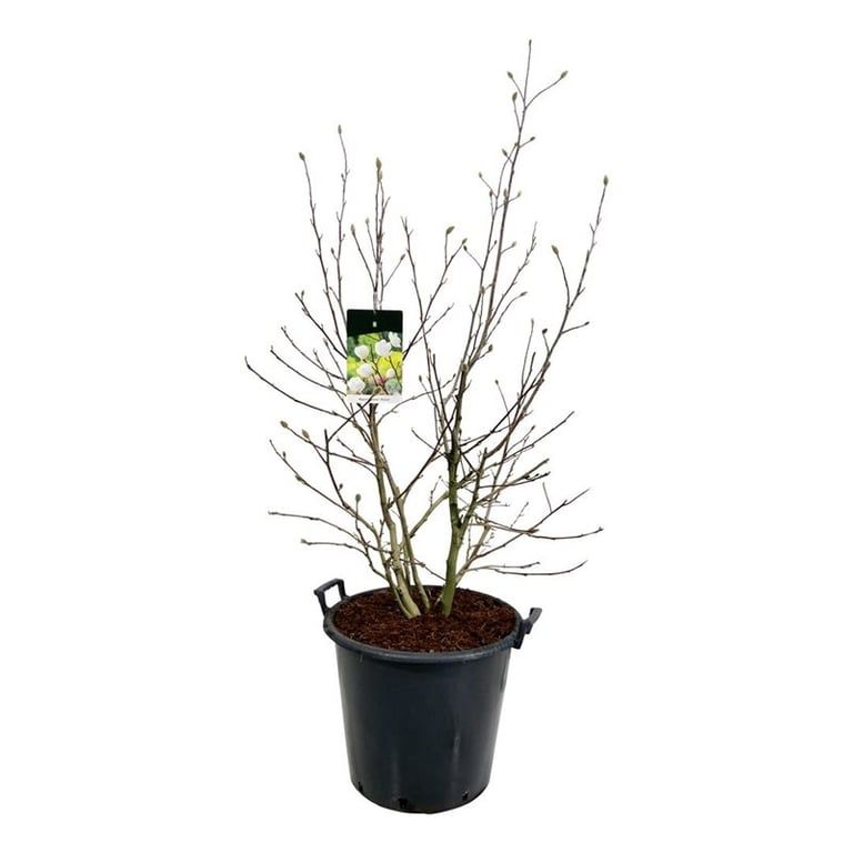 Magnolia loebneri 'Wildcat', D 50