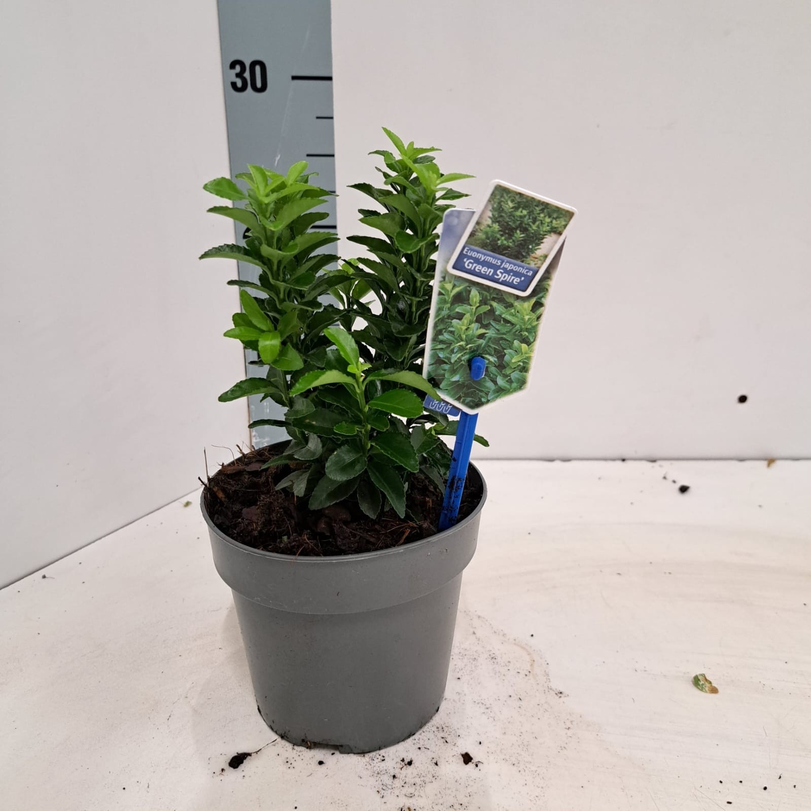 Euonymus jap. 'Green Spire', D 13