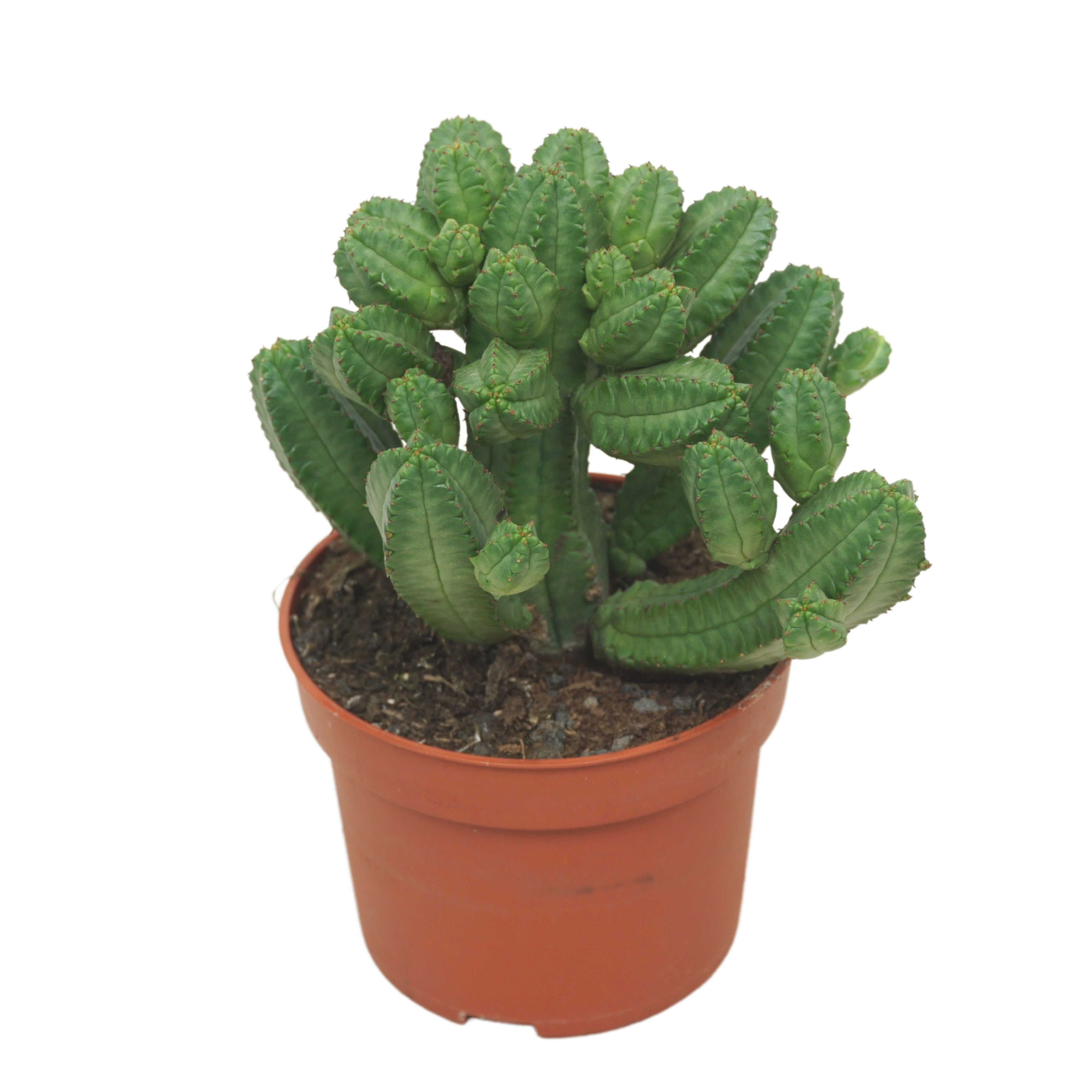 Euphorbia tubiglans 10,5 cm, D 10,5