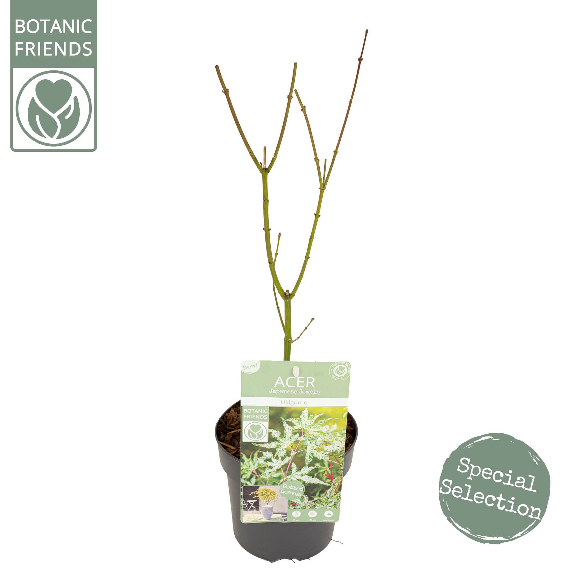 Acer palm. 'Ukigumo', D 15