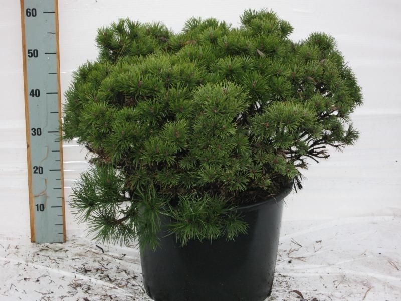 Pinus mugo Mops, D 33