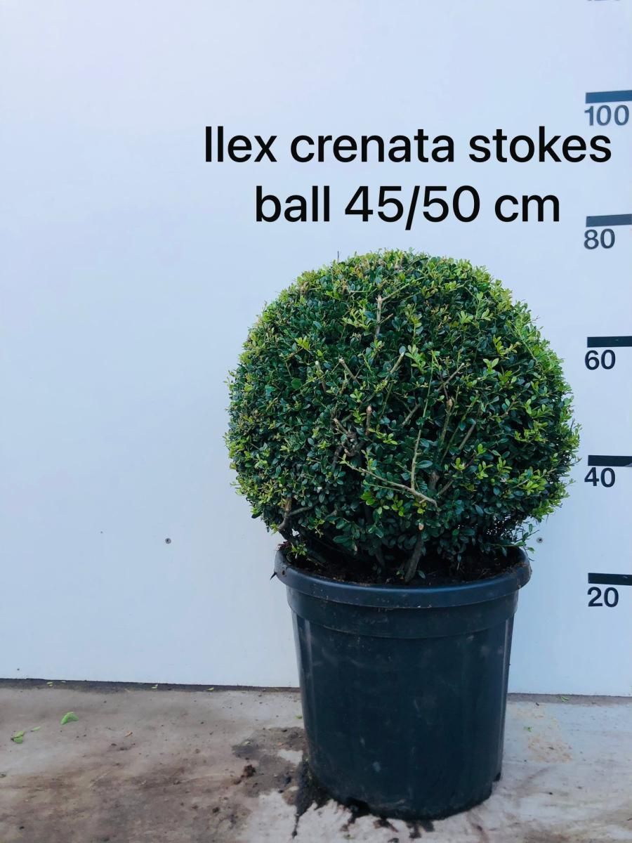 Ilex crenata 'Stokes', bol, D 30
