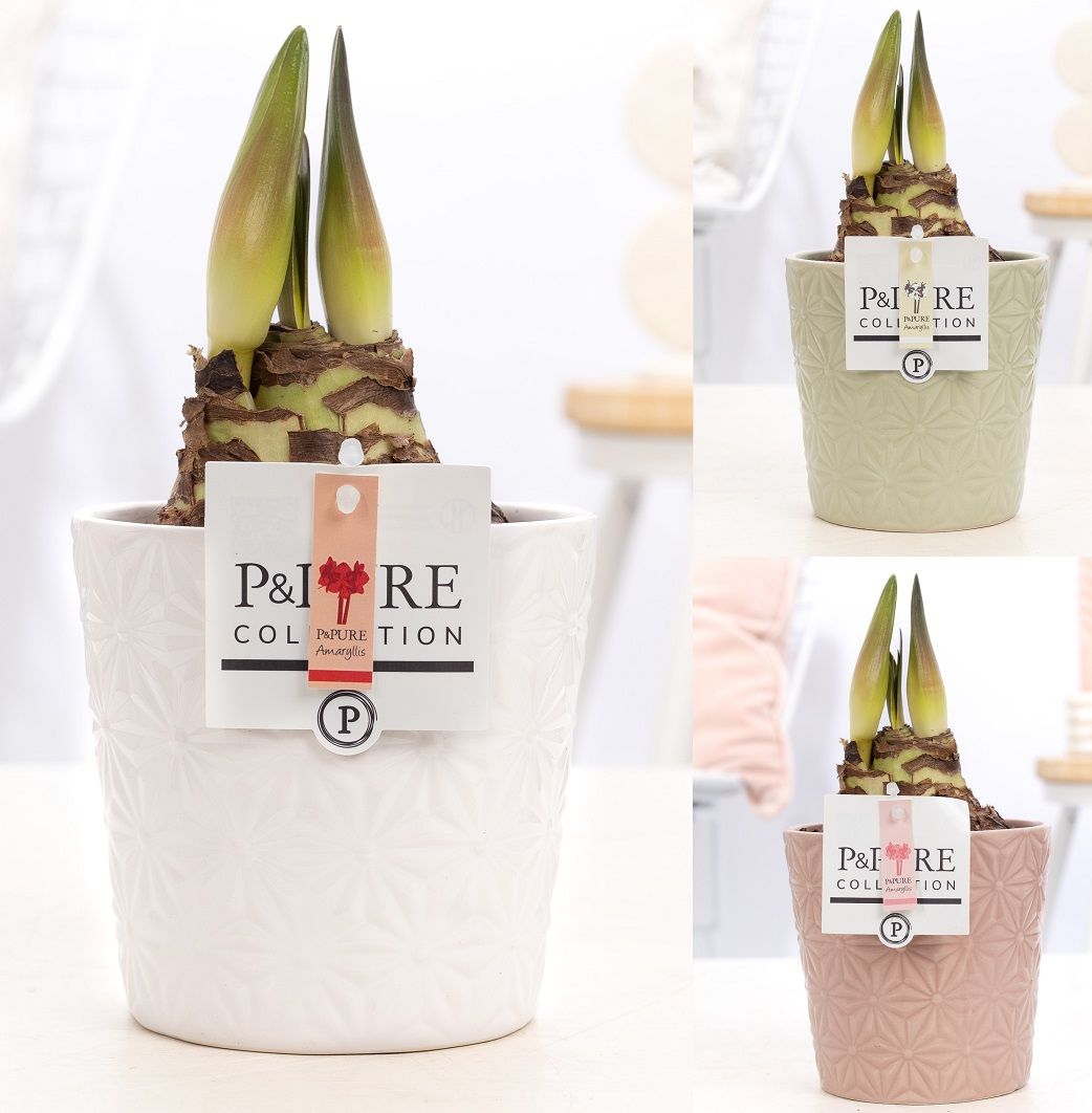 Hippeastrum mix in P&PURE Juliette ceramics ass. 3, D 12