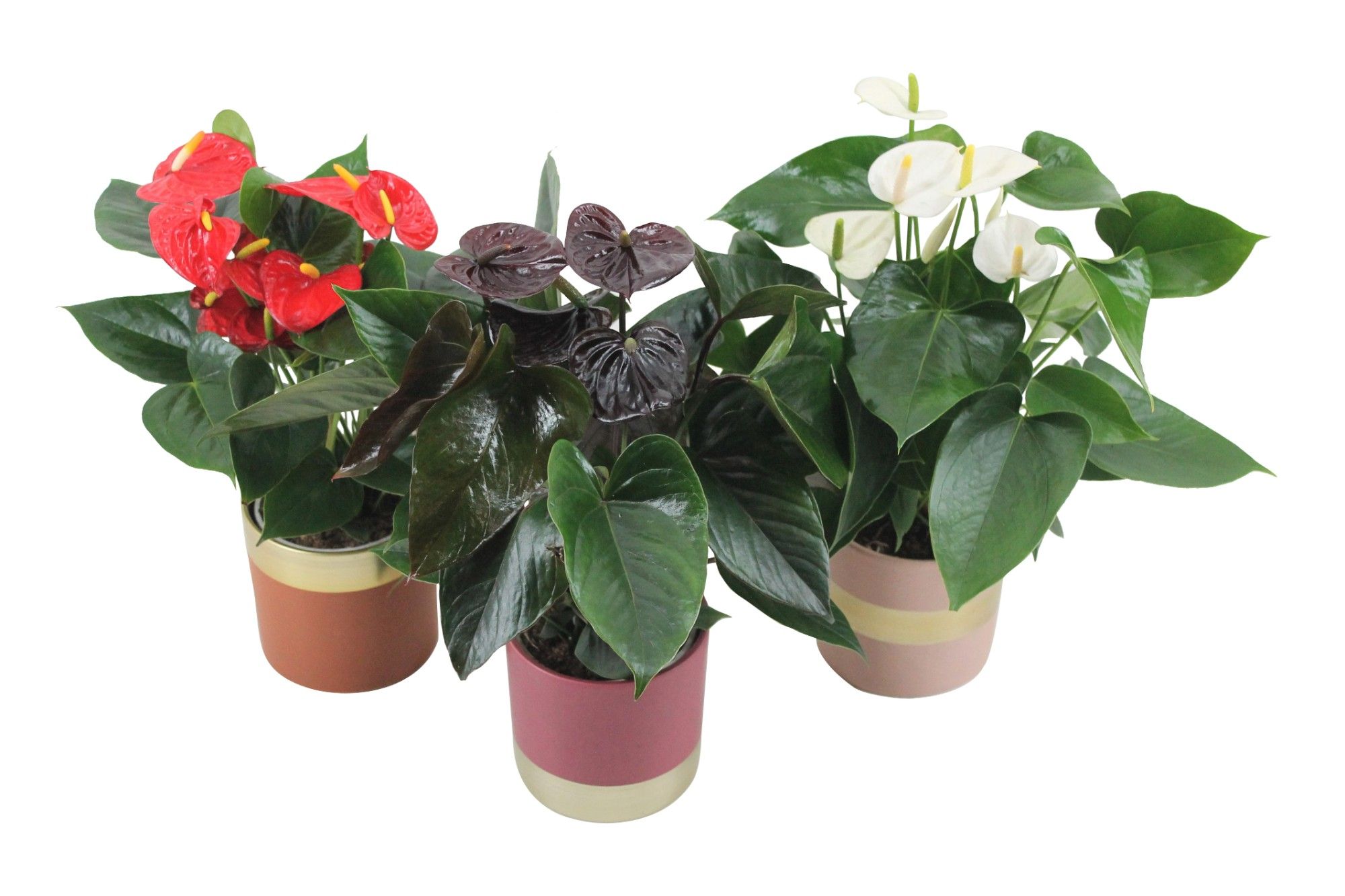 Anthurium Flamingomix 12cm in keramieken pot, D 12
