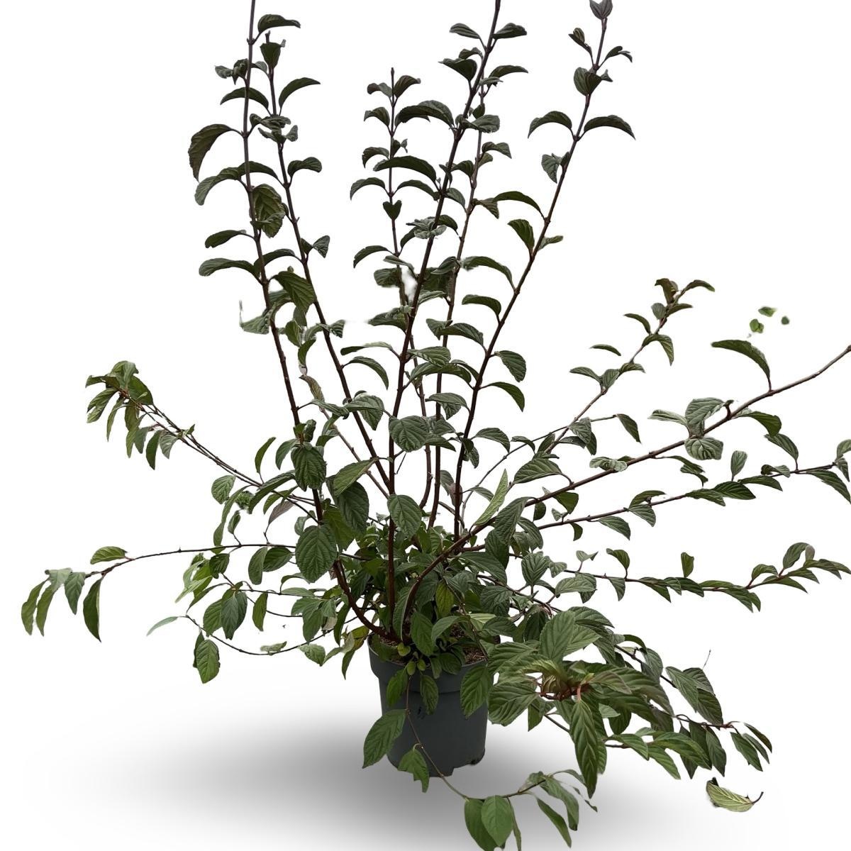 Viburnum bodn. 'Charles Lamont', D 32 cm