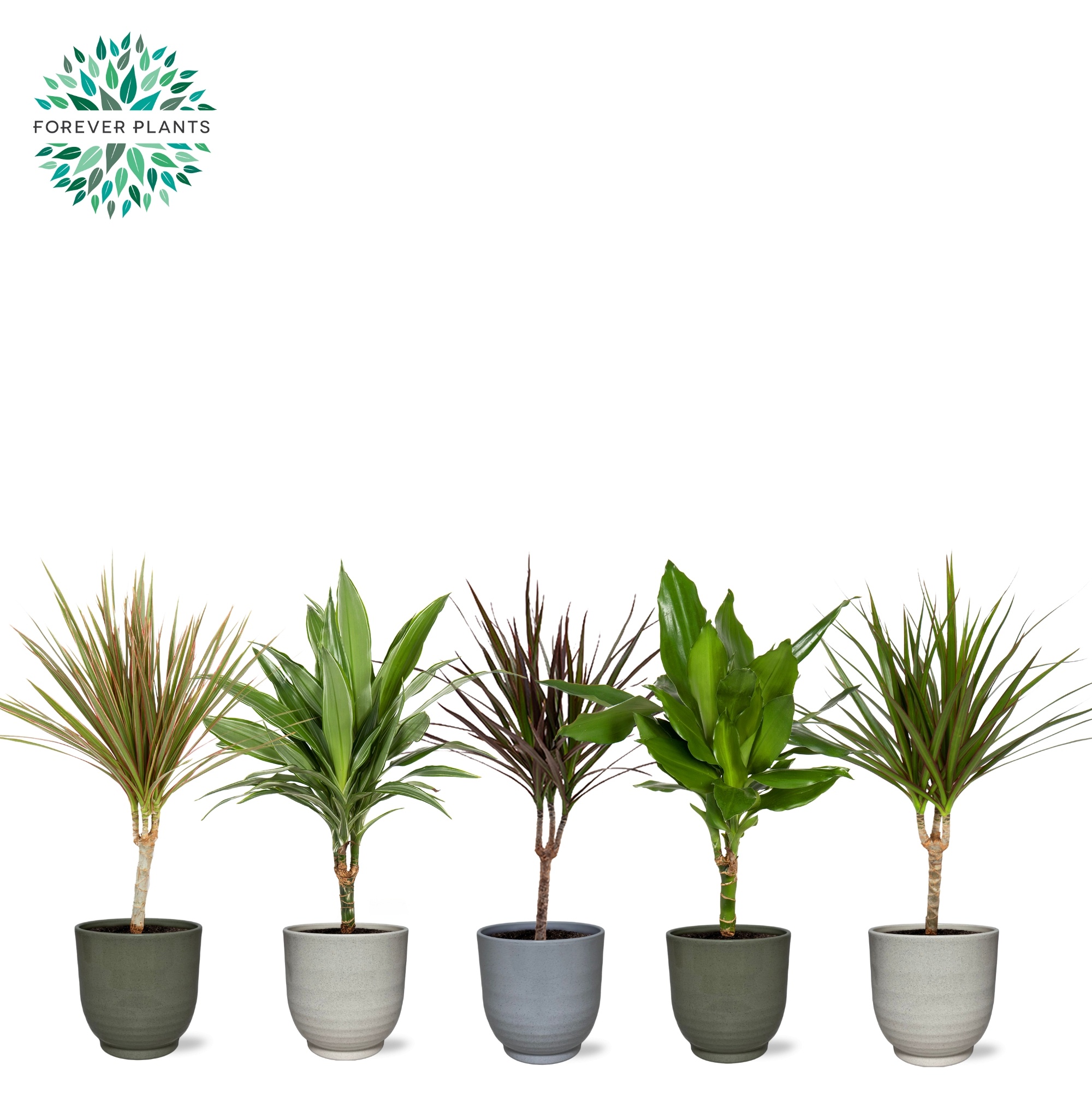 Dracaena Marginata mix p14 in FEM Keramiek, D 14