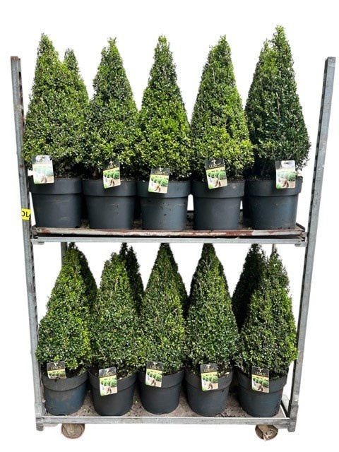 Ilex cr. Luxus ® Pyr. 60-70 cm c10/p27 KAR, D 27