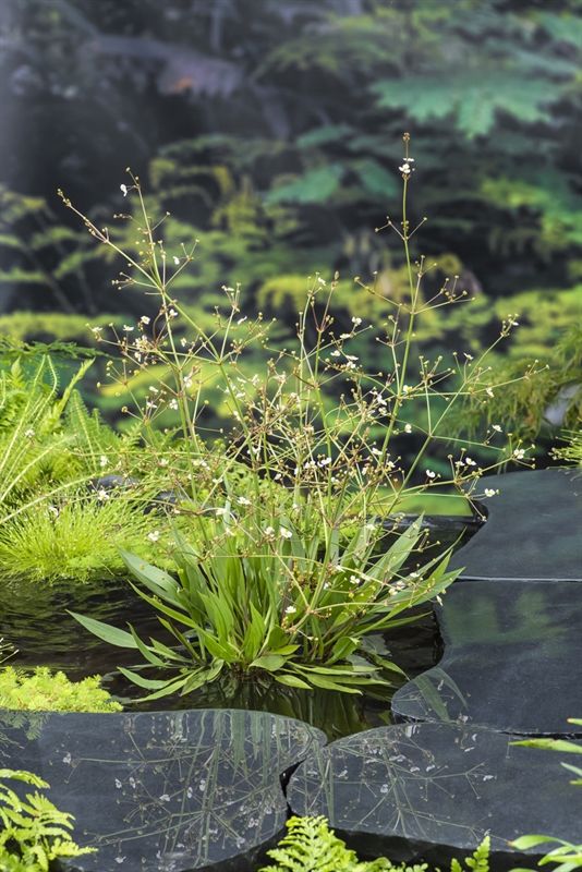 Alisma lanceolata (18x18), D 18