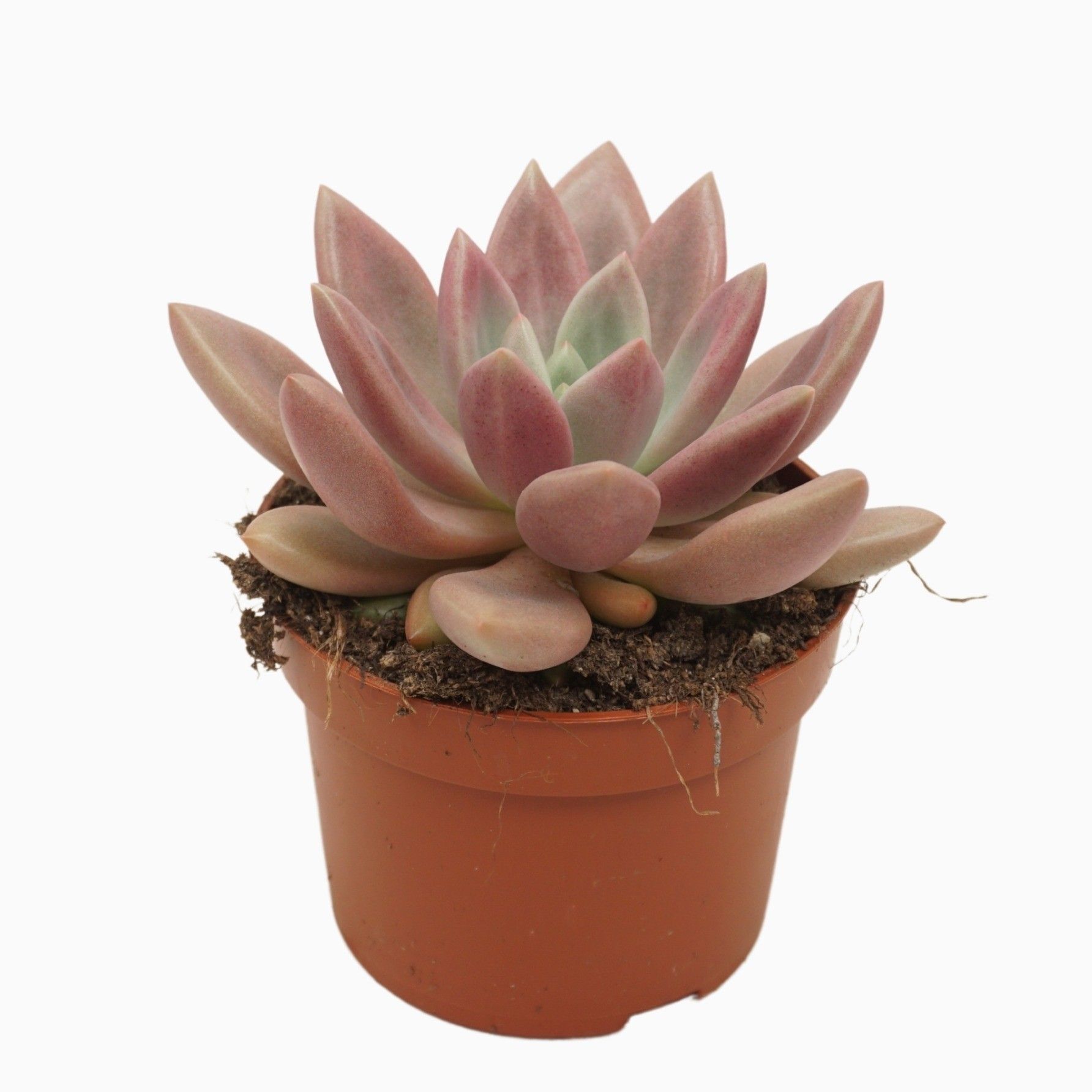 Pachyveria rosy crow 10,5 cm, D 10,5 cm