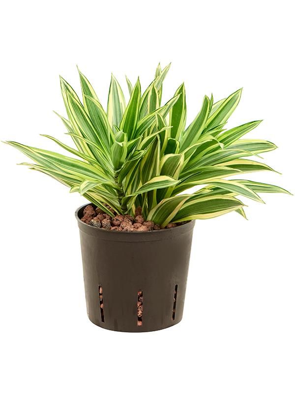 Pleomele (Dracaena) reflexa 'Song of Hawai', D 13 cm