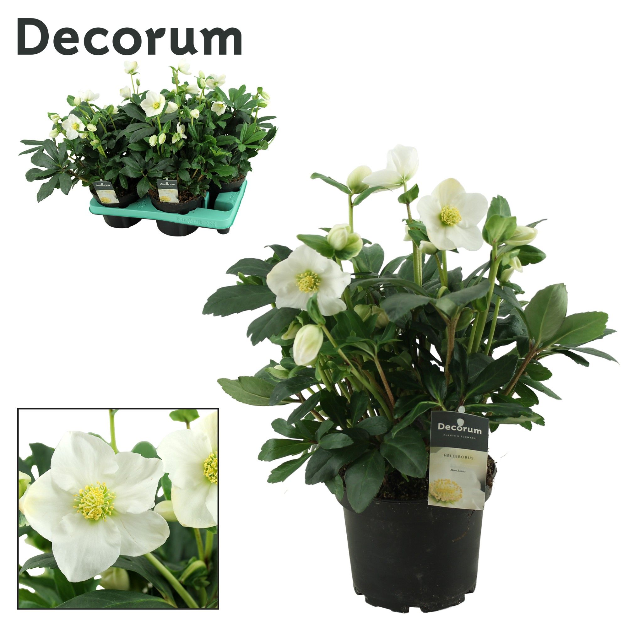 Helleborus Mon Blanc XL Decorum, D 15 cm