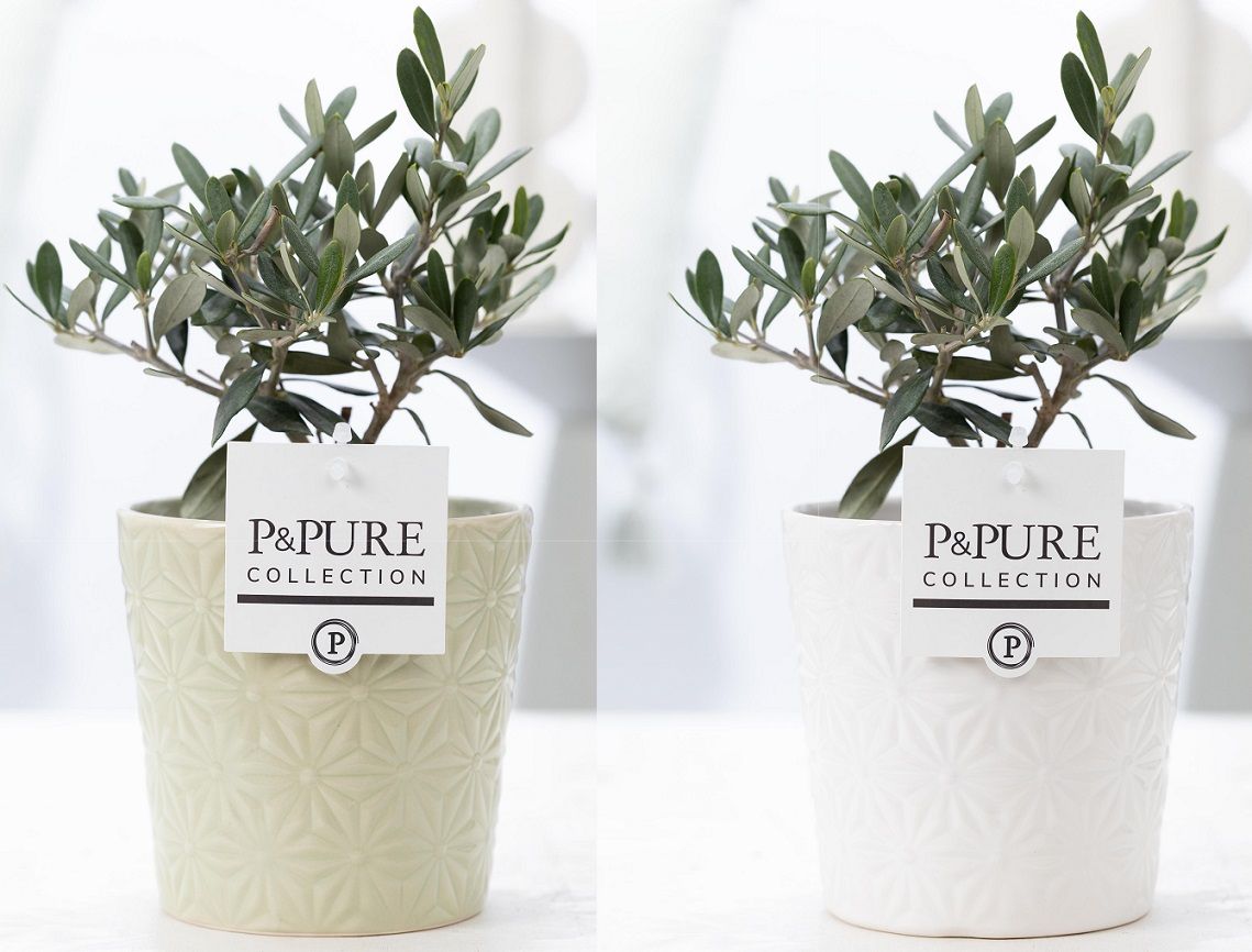 Olea Europaea in P&PURE Juliette ceramics ass. 2, D 12