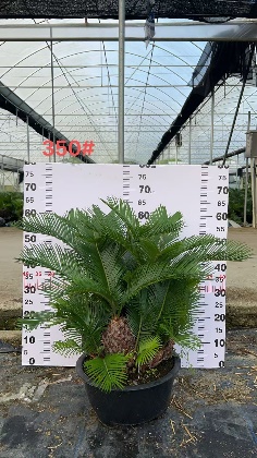 Саго цикас айрон три 35 80