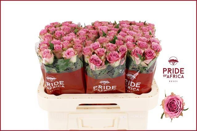 Роза од. Флирт 60, шт.