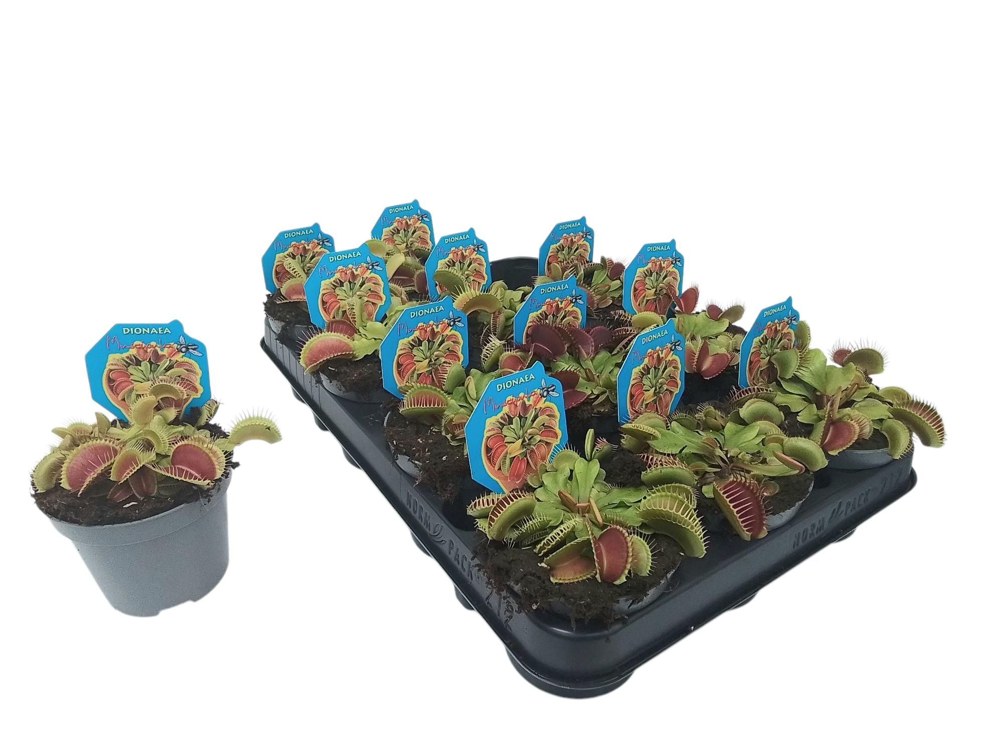 Dionaea muscipula, D 9 cm Dionaea muscipula, D 9 cm