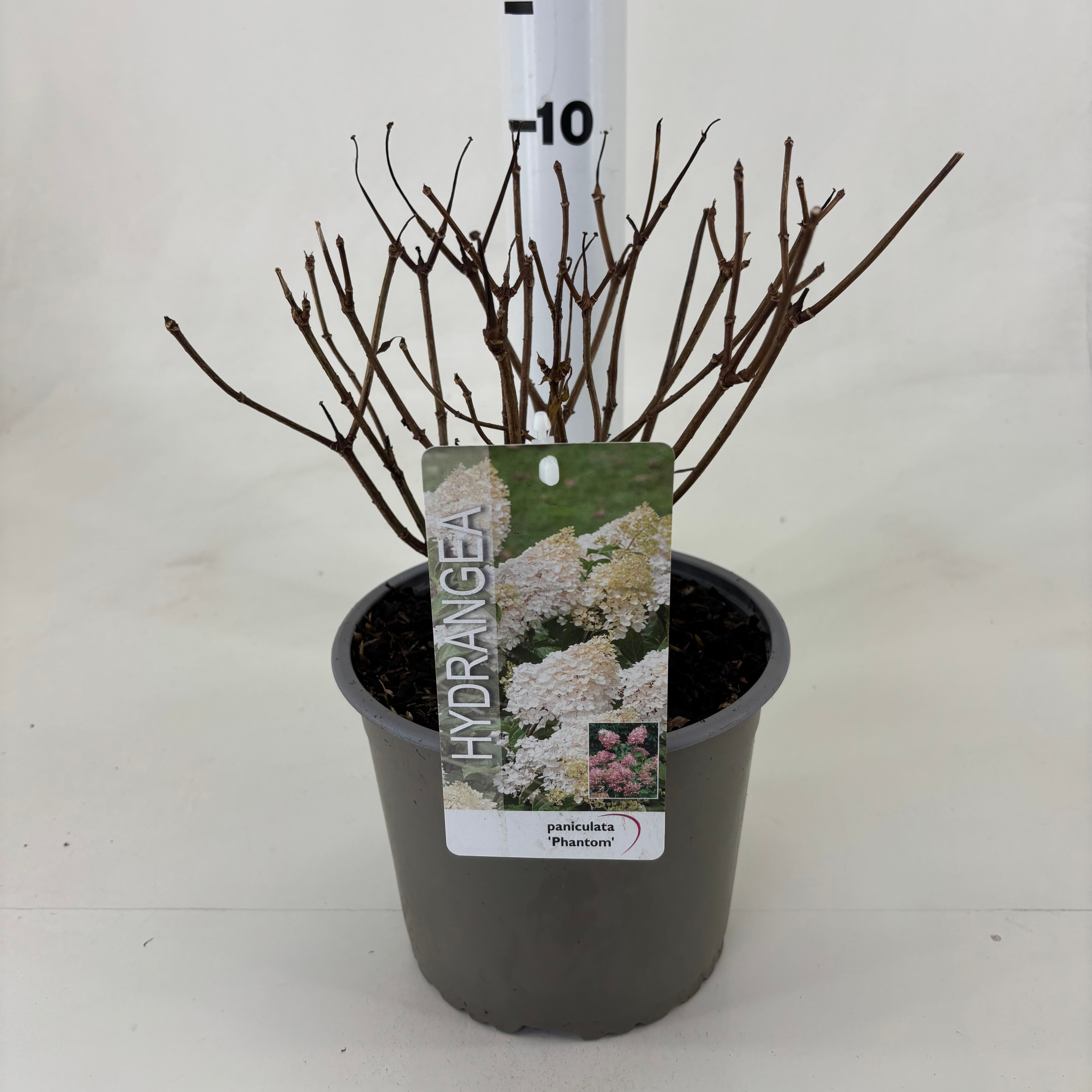 Hydrangea pan. 'Phantom', D 19