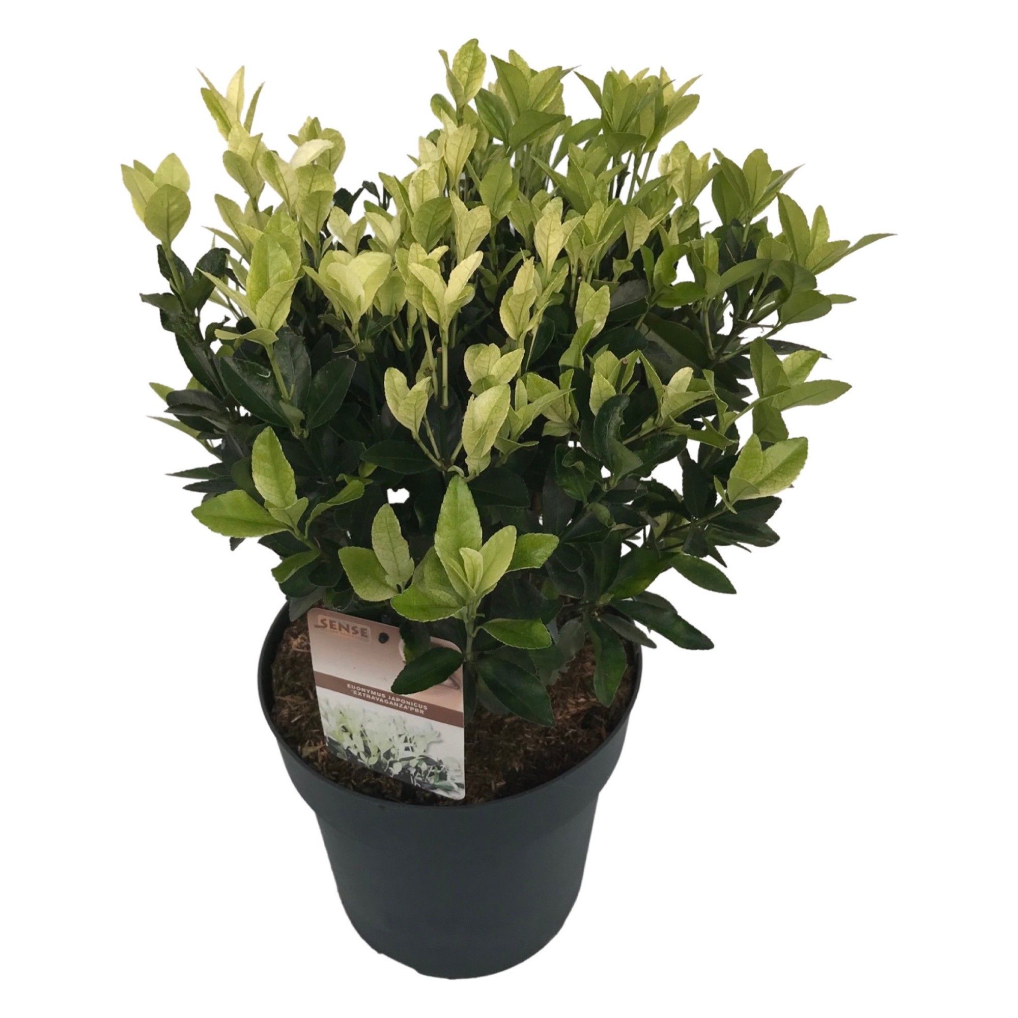 Euonymus jap. 'Extravaganza'® sense, D 27