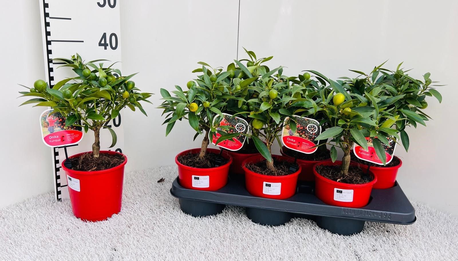 Citrus Kumquat Poliandra medi-stem, D 14