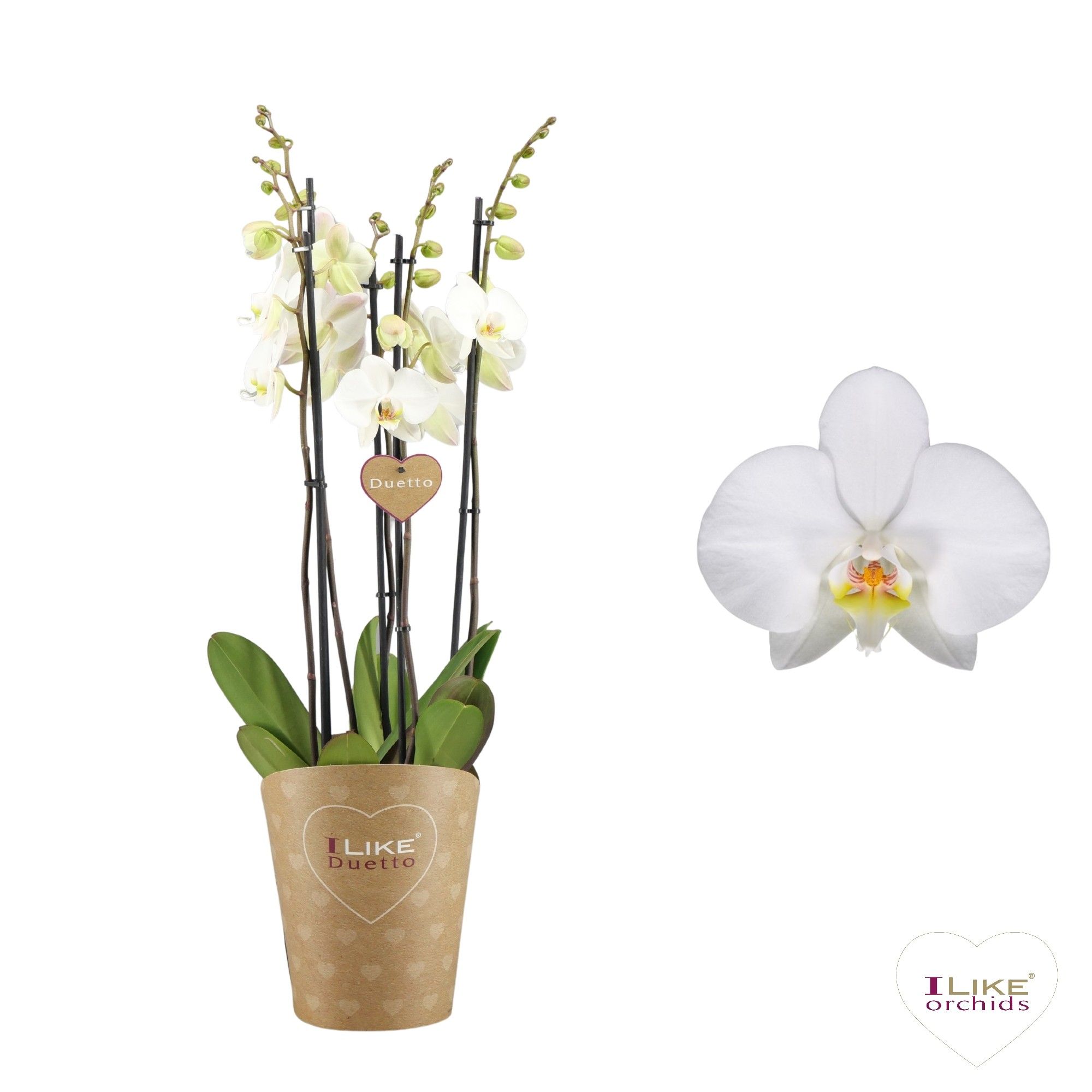 Duetto Leeds -5 tak, D 17