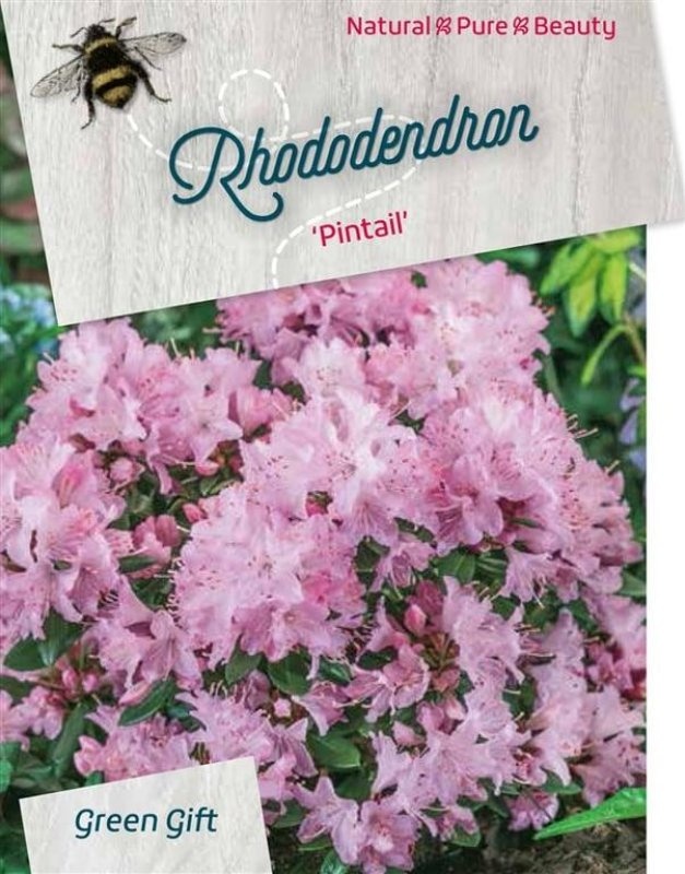 Rhododendron 'Pintail', D 29