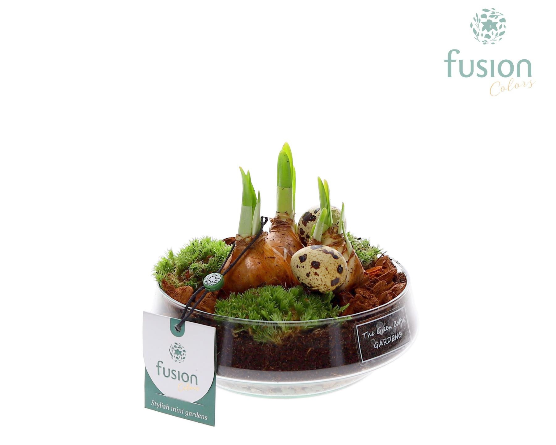 Green Bottle Iris Small Pasen met Bollen, D 15