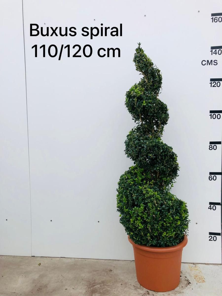 Buxus sempervirens, D 35