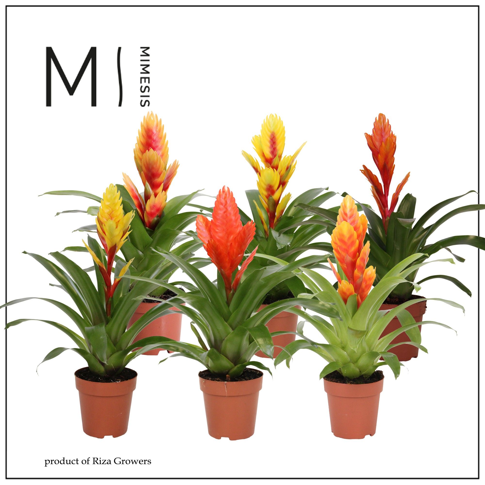 Vriesea Modern - 12cm | Mimesis, D 12