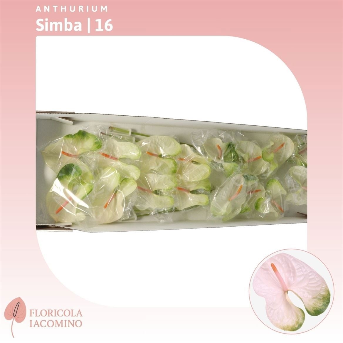 Антуриум Симба (бело-зел.), шт.