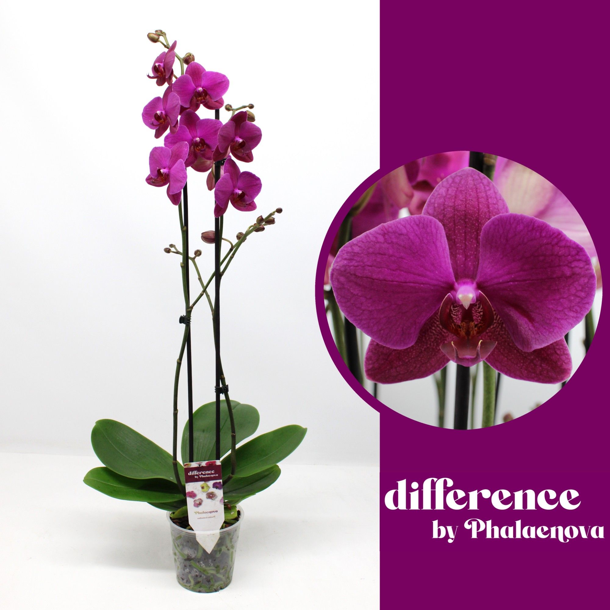 Vivaldi 2-tak 70cm (RIJP), D 12