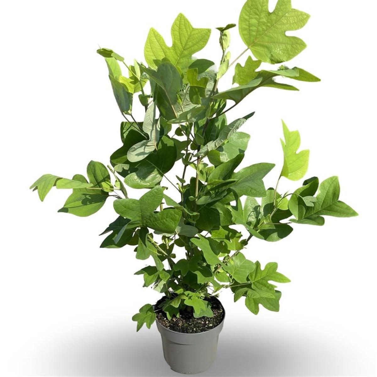 Liriodendron tulipifera, D 21 cm