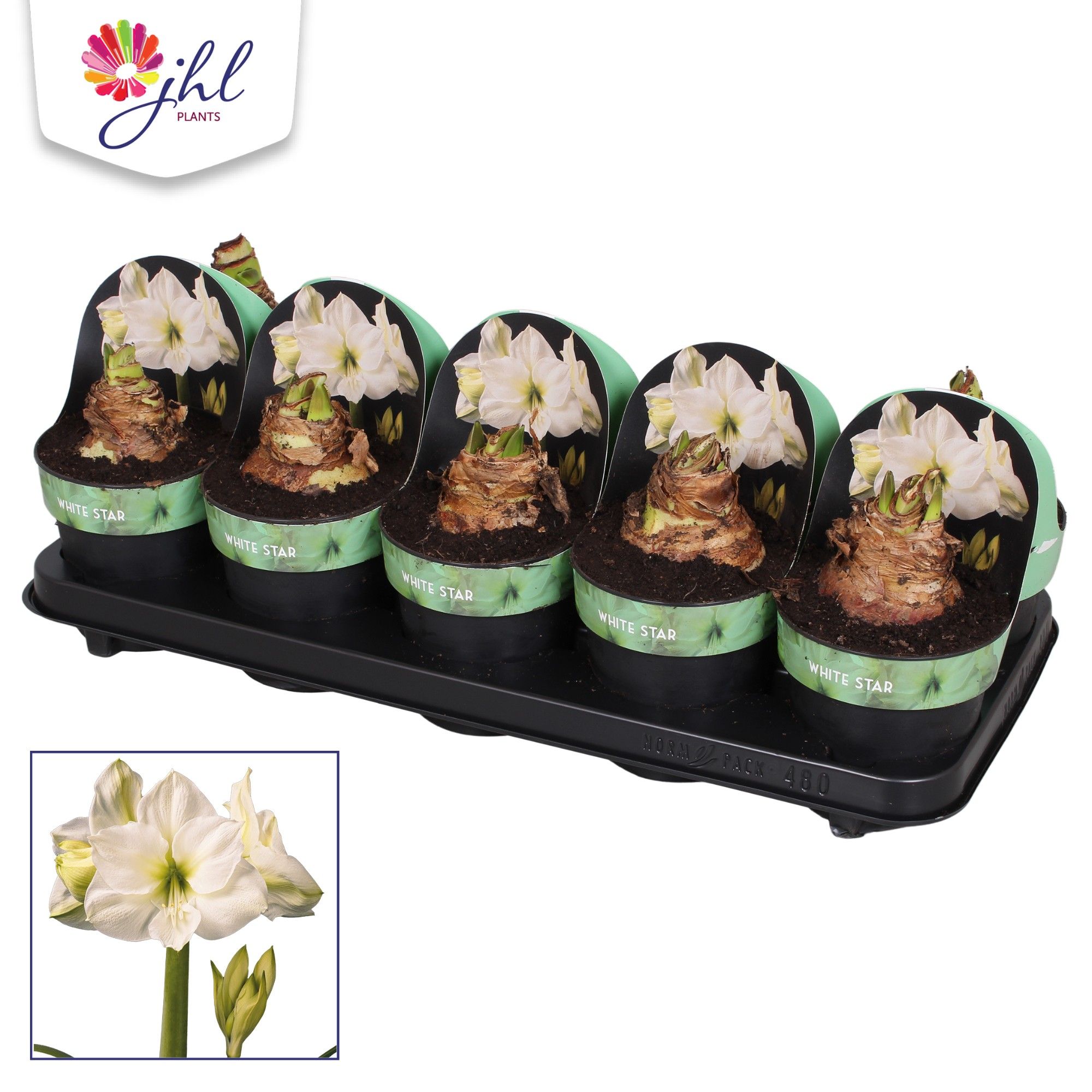 Amaryllis White Star, D 12 cm Amaryllis White Star, D 12 cm